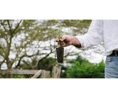 Tree Plantation Mexico