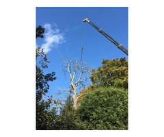 Alpine Tree Surgeons - Basingstoke - 2