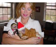 Capuchin Baby Monkey for Sale