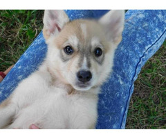 Shepsky Litter Coming In August - 2