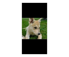 Shepsky Litter Coming In August - 3