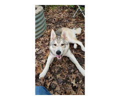 Shepsky Litter Coming In August - 4