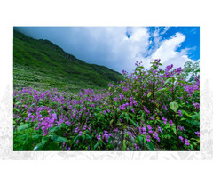 Valley of Flowers Uttarakhand Package - 2