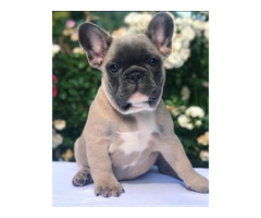 Cute & Playful French Bulldog Puppies for Sale