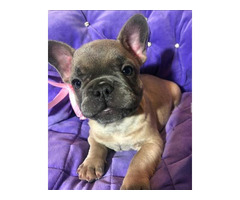 Cute & Playful French Bulldog Puppies for Sale - 2