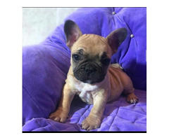 Cute & Playful French Bulldog Puppies for Sale - 3