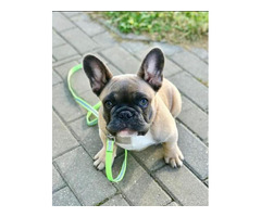 Cute & Playful French Bulldog Puppies for Sale - 4