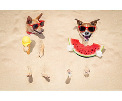 Pet Relocators JetSet Pets LLC - 2