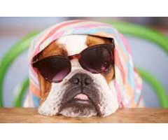 Pet Relocators JetSet Pets LLC - 3
