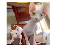 Sphynx Kittens for Adoption
