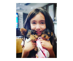 Stunning Yorkie Puppies