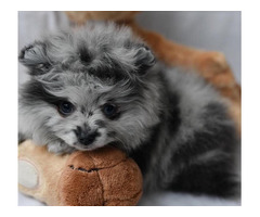 Tea Cup Pomeranian Puppies for Sale - 2