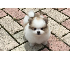 Tea Cup Pomeranian Puppies for Sale - 3