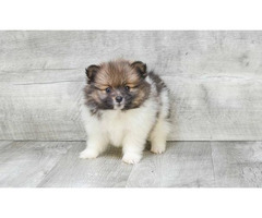 Tea Cup Pomeranian Puppies for Sale - 4