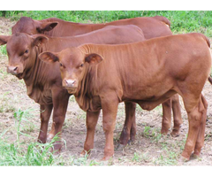 Livestock, Cattle - Bonsmara, Brahman and Heifers for Sale