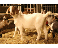 Live Kalahari Red Goats and Pure Breed Boer Goats for Sale