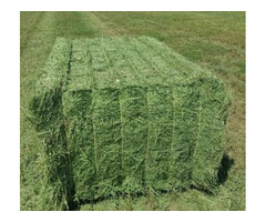 Great Quality hay Bales for Sale - 2