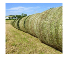 Great Quality hay Bales for Sale - 3