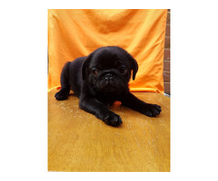 Akc Teacup Pug Puppies For Sale - 2