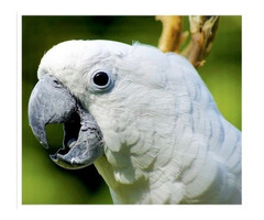 Umbrella Cockatoo Birds For Sale