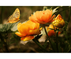 Burton Quinn-Scott Cremation & Funeral Services - 2