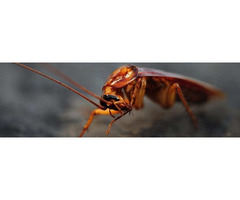 Best Cockroach Control Services in Colorado Springs
