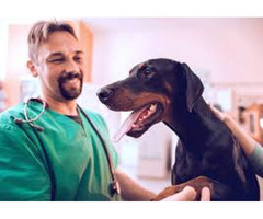 Available Kennel Attendants Job Search