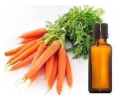 Carrot Essential Oil distributors - 4