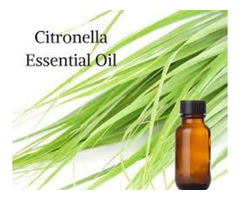 the Citronella  Essential Oil distributors - 3