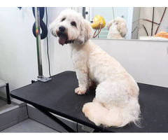 Puppy school in Sydney-Puppy Playground