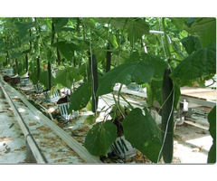 Growing strawberries in coco coir