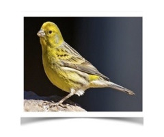 Pet Birds For Sale in california