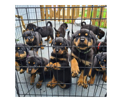 Awesome Rottweiler Puppies For Sale