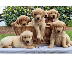 Golden Retriever Puppies for Sale Near Me