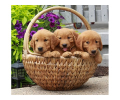 Golden Retriever Puppies for Sale Surrey