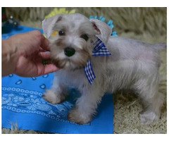 Cheap Miniature Schnauzer Puppies for Sale