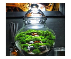 Wholesale Fairy Gardens Supplies