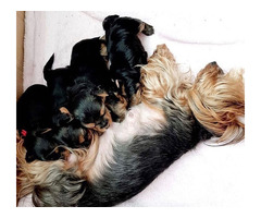 Teacup Yorkie Puppies for Sell