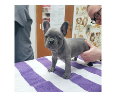Adorable French Bulldog Puppies For Adoption