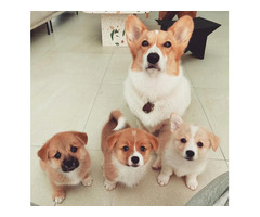 Adorable Pembroke Welsh Corgi Puppies For Adoption