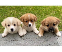 Adorable Pembroke Welsh Corgi Puppies For Adoption - 2