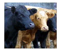 Nguni Cow for Sale, Dorper Sheeps