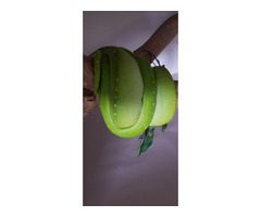 Green Tree Pythons for Sale in Australia