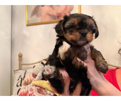 Adorable Yorkie Puppies for a loving home