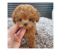 Well Trained Poodle Puppies Ready Now