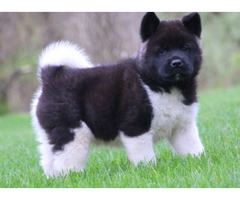 Akita Puppies for Sale