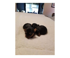 Yorkshire Terrier Puppies - 2