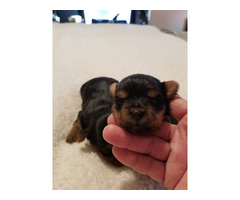Yorkshire Terrier Puppies - 3