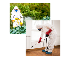 Pest Control in Dubai