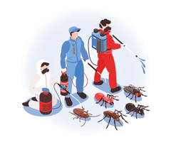 Pest Control for Cockroaches in Dubai